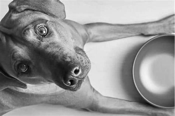 Nourishing Your Dog's Body and Soul: The Benefits of River Run Dog Food