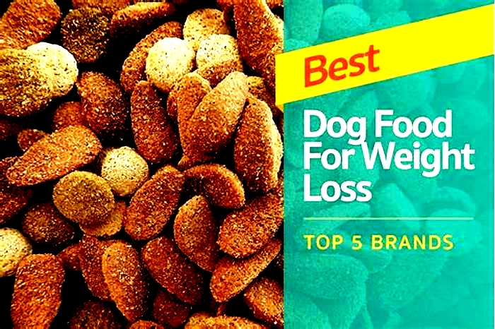 Nourishing Your Dog with the Best Dry Food for Weight Loss