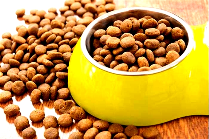 Nourishing Your Furry Friend: The Benefits of Choosing River Run Dog Food