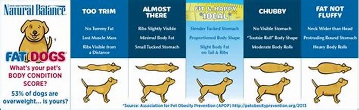 Nourishing Your Overweight Dog: Tips for a Healthier Dog Diet