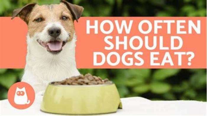 Nourishing Your Overweight Pup Tips for a Healthy Dog Diet