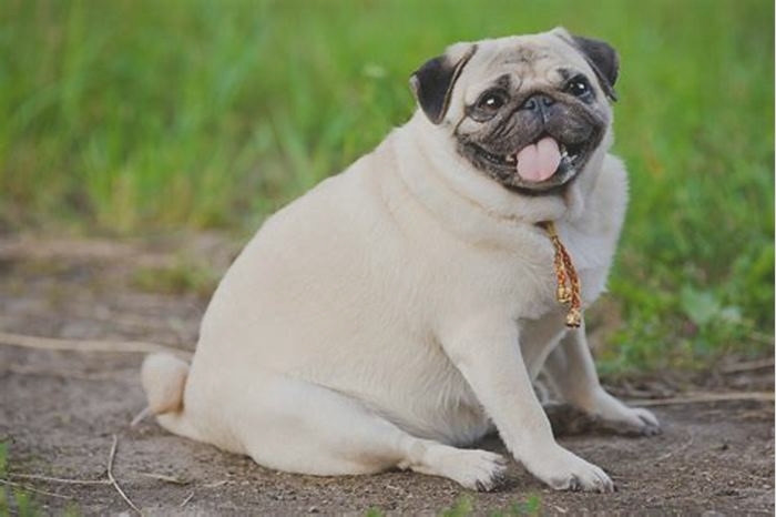 obesity in dogs causes