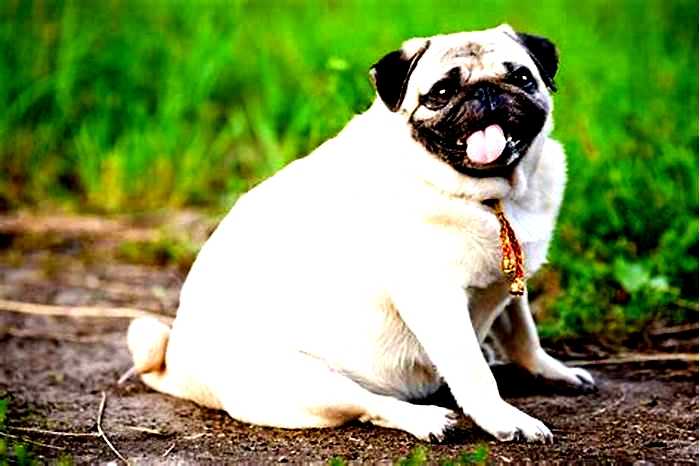 obesity in dogs treatment