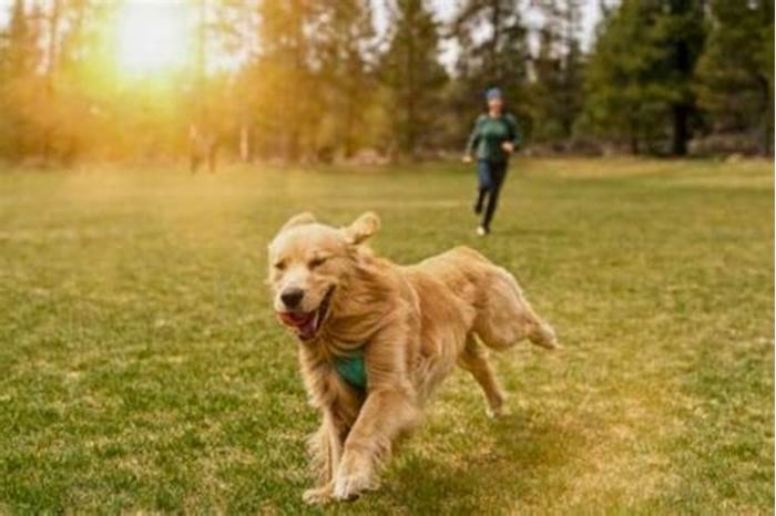 Optimal Canine Wellness The Role of River Run Dog Food in Your Dog s Health