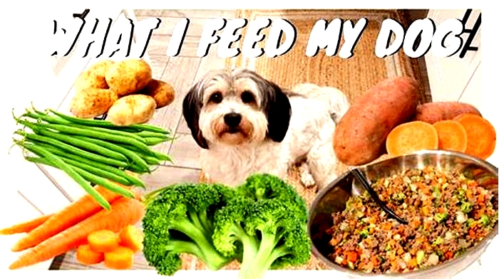 Optimal Canine Wellness The Role of True Meals Pet Food in Your Dog s Health