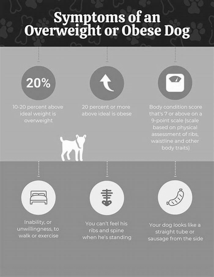 Overcoming Canine Obesity Strategies for a Healthier Dog Diet