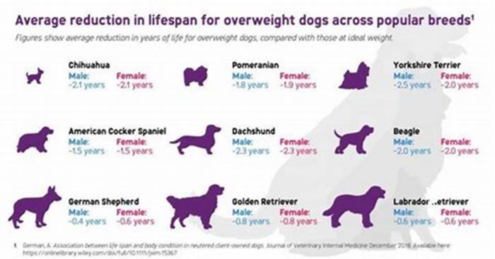 overweight dogs life expectancy