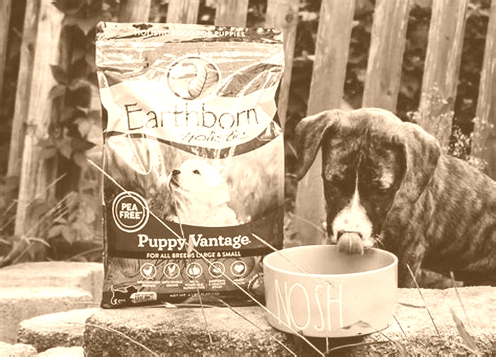 Premium Pet Care: Understanding the Importance of Holistic Puppy Nutrition