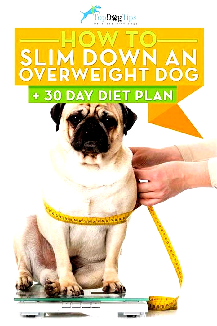 Shedding Excess Weight: Crafting a Diet Plan for Overweight Dogs