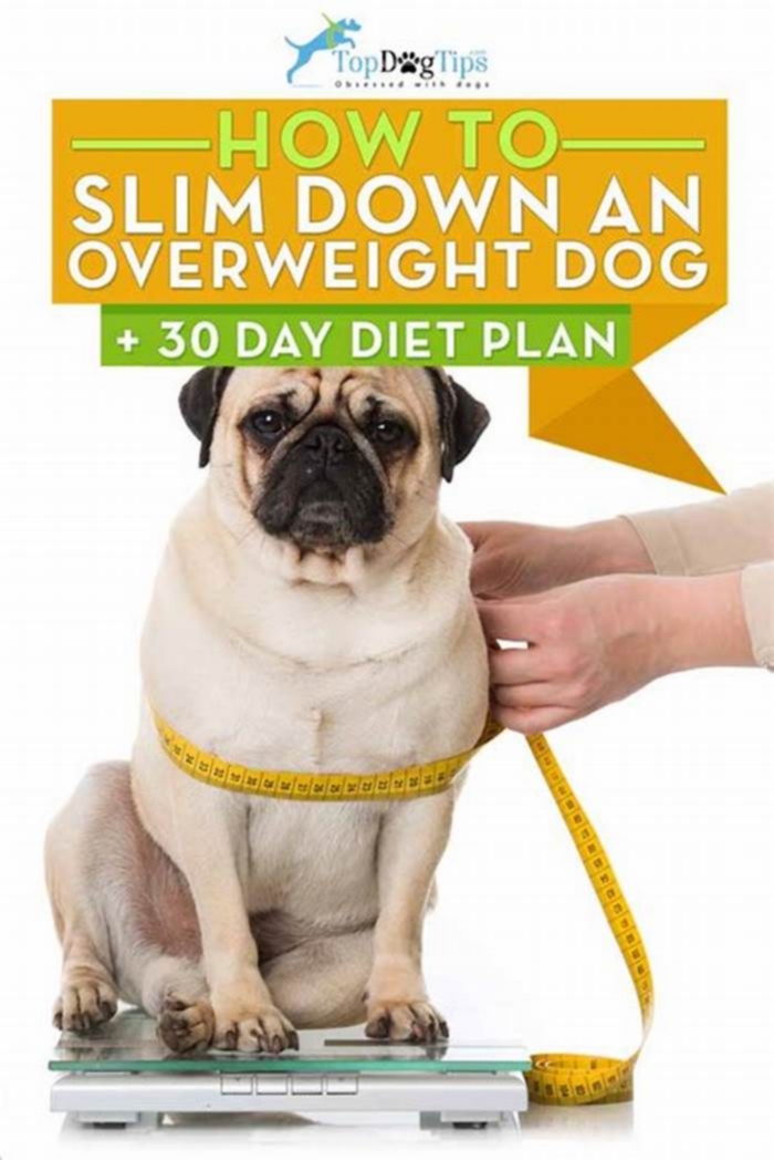 Slimming Down: Effective Diet Plans for Overweight Dogs