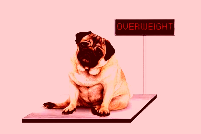 Slimming Down Safely: Strategies for Managing Canine Obesity