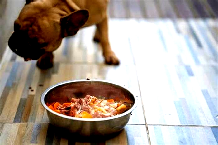 Strategies for Implementing a Balanced Dog Diet to Combat Obesity: Tips for Success