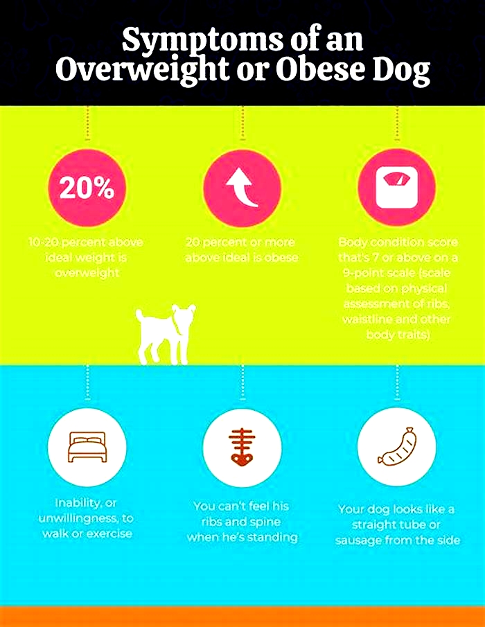 Strategies for Managing Canine Obesity with Diet Tips for Success