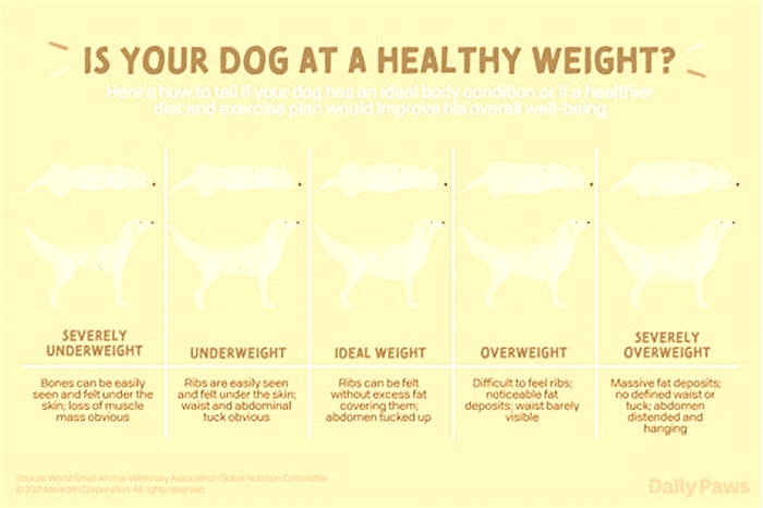 Strategies for Supporting Your Dog s Weight Loss Journey with Nutrition Tips for Success