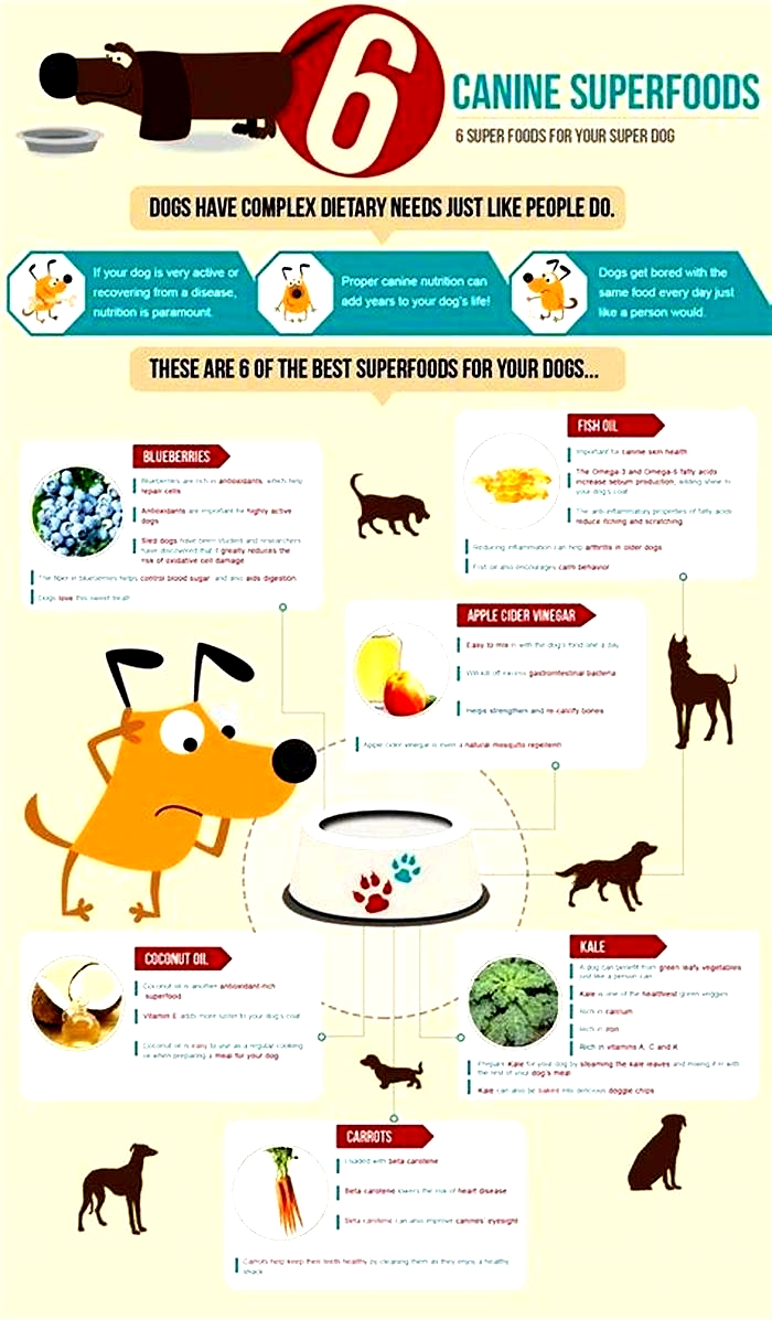 Supporting Dog Health: Understanding the Benefits of Top Breed Dog Food