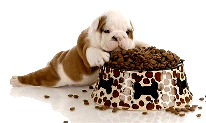 Supporting Your Dog s Growth The Role of Top Breed Dog Food