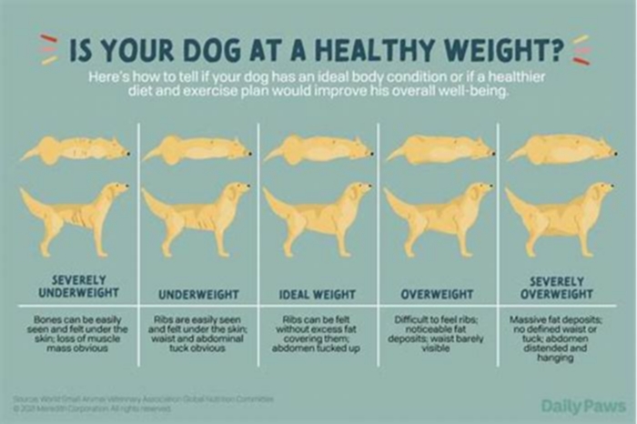 Supporting Your Dog s Weight Loss Goals Tips for Success