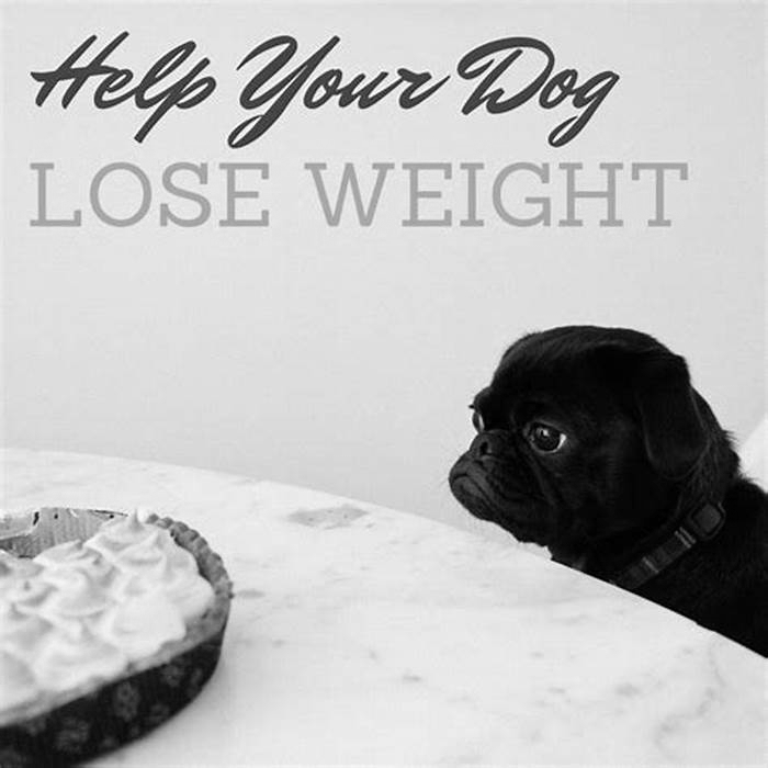 Supporting Your Overweight Dog Tips for Improving Canine Nutrition