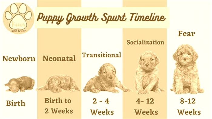 Supporting Your Puppy's Growth Spurt with Science Diet Nutrition