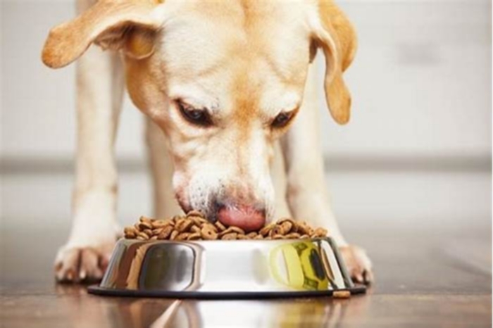 Supporting Your Puppy s Well Being Understanding the Impact of Holistic Pet Food