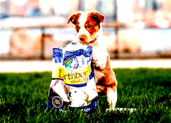 Tail-Wagging Delicacies: The Joy of Holistic Puppy Food