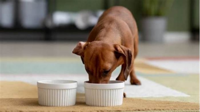 Tail-Wagging Nutrition: Discovering the Benefits of Top Breed Pet Food