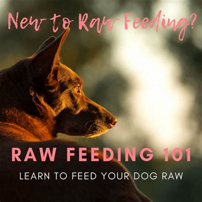 Tail Wagging Nutrition The Benefits of Incorporating River Run Dog Food into Your Pet s Diet