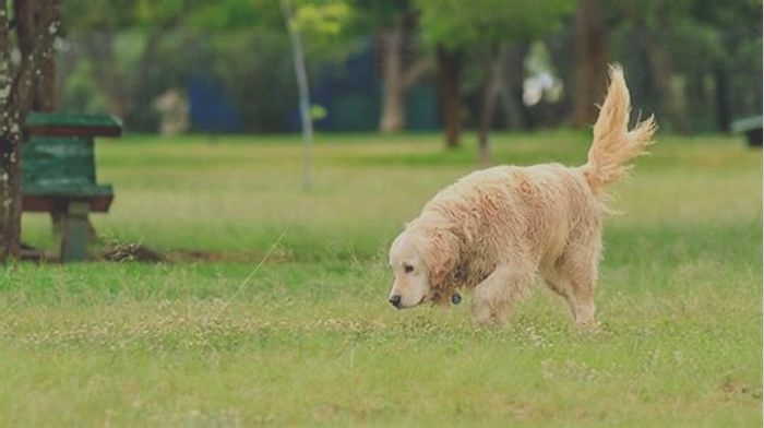 Tail Wagging Taste Why Dogs Love Top Breed Pet Food