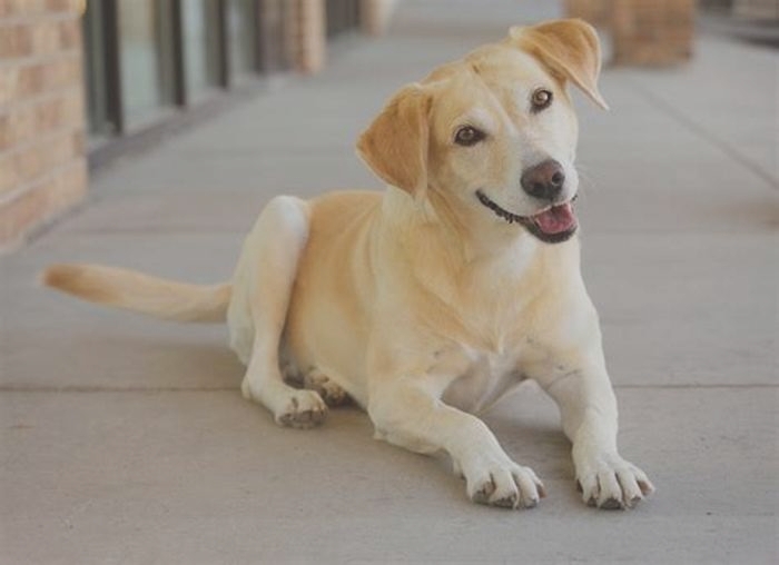 Tail-Wagging Taste: Why Puppies Love Ava Puppy Food