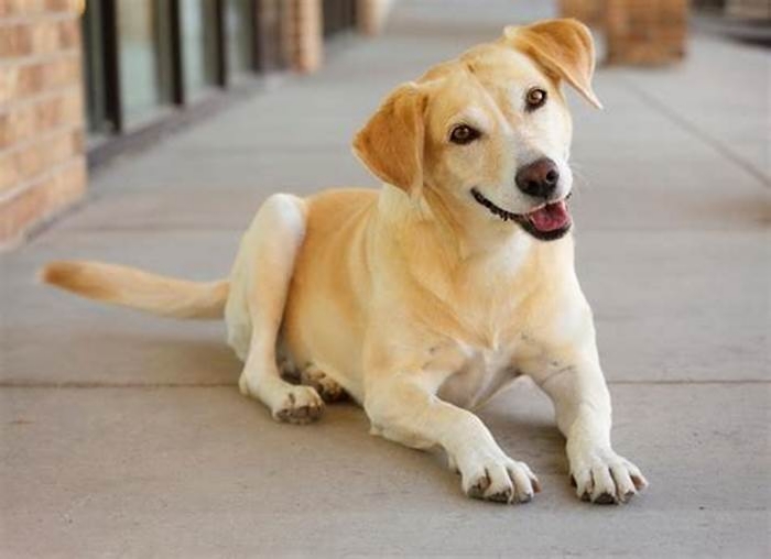 Tail-Wagging Taste: Why Puppies Love the Flavor of Holistic Pet Food