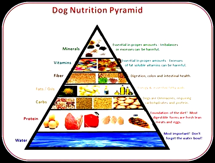 Tailored Nutrition for Your Canine Companion Exploring Top Breed Pet Food