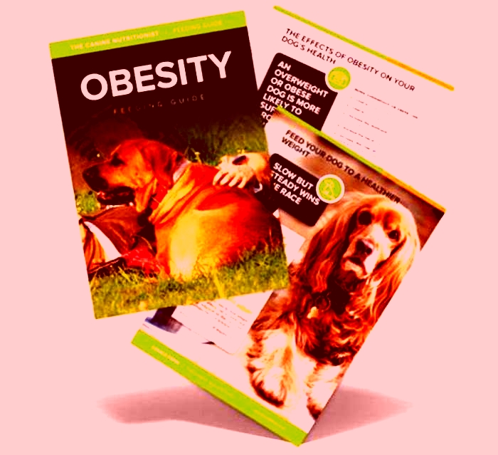 The Importance of a Nutritious Diet in Managing Canine Obesity: Tips for Success