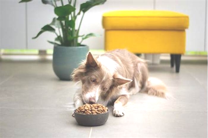 The Power of Holistic Pet Food Elevating Your Puppy s Quality of Life