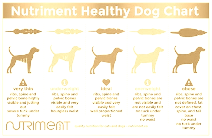 The Role of Nutrition in Canine Weight Management: Tips for Success