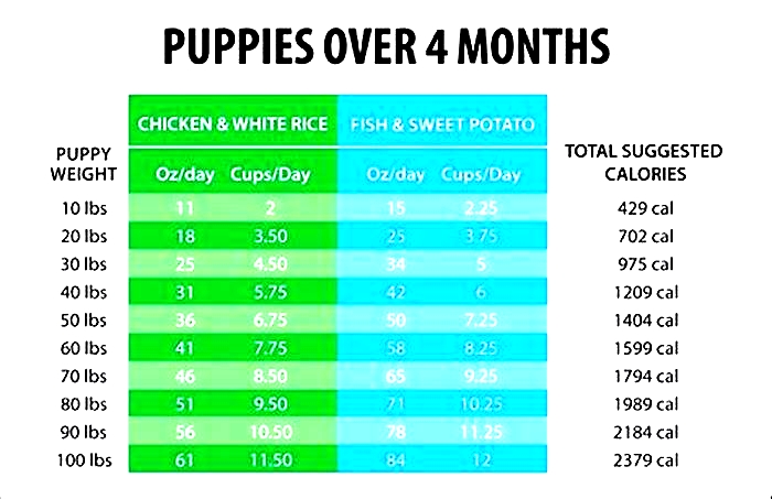 The Science Diet Approach to Puppy Nutrition