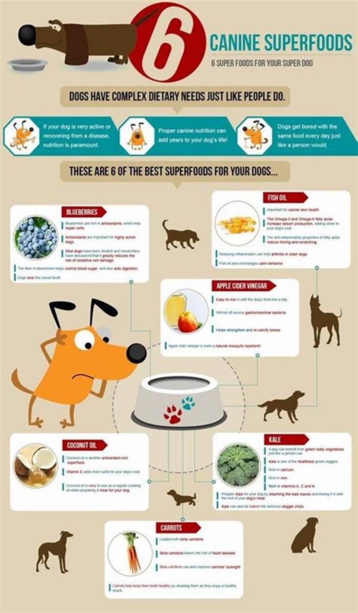 The Science of Complete Canine Nutrition: Exploring Top Breed Dog Food