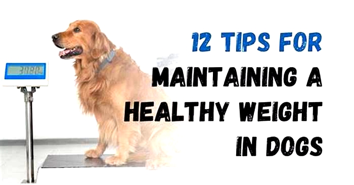 The Skinny on Canine Obesity Tips for Managing Your Dog s Weight