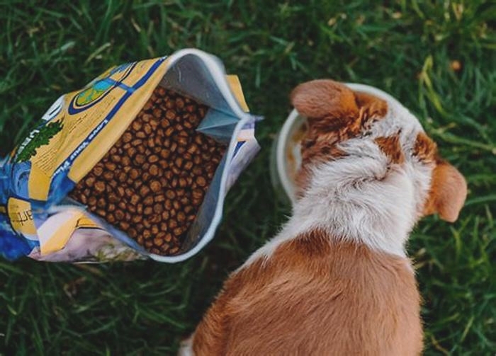 The Ultimate Guide to Holistic Puppy Food Everything You Need to Know