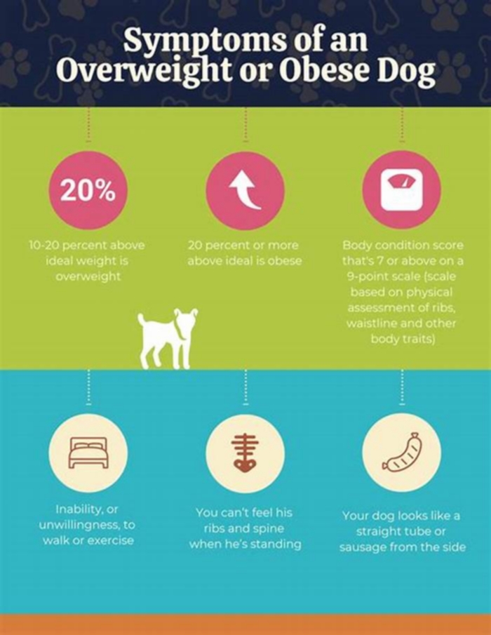 Tips for Managing Canine Obesity with Diet: Building a Balanced Dog Diet