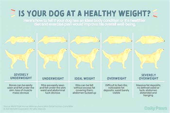 Tips for Supporting Your Dog's Weight Loss Journey: Building a Balanced Dog Diet