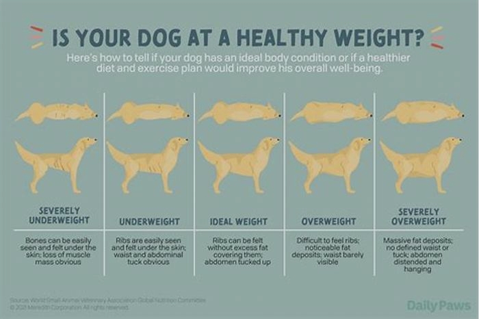 Tips for Supporting Your Dog s Weight Loss Journey with Nutrition Tips for Success