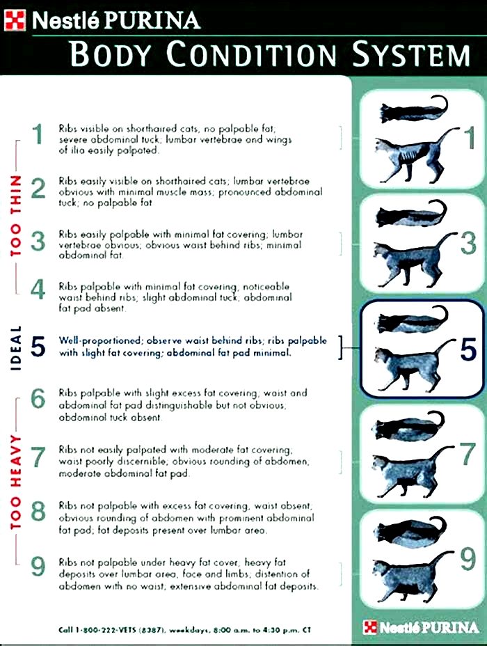 treatment for obesity in animals