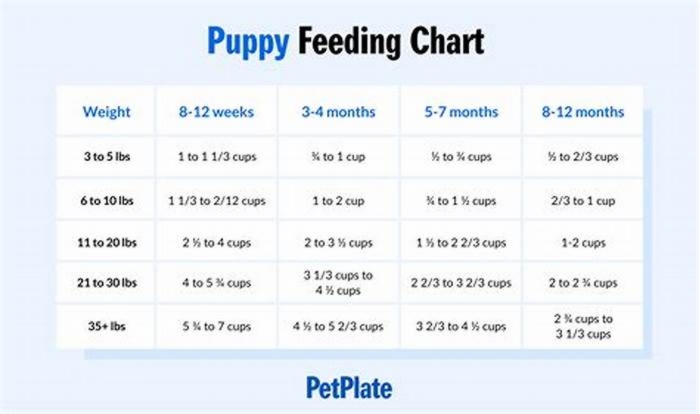 Ultimate Guide to Puppy Nutrition Science Diet Food Choices