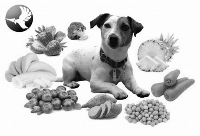 Understanding Top Breed Pet Food: The Key to a Happy, Healthy Dog