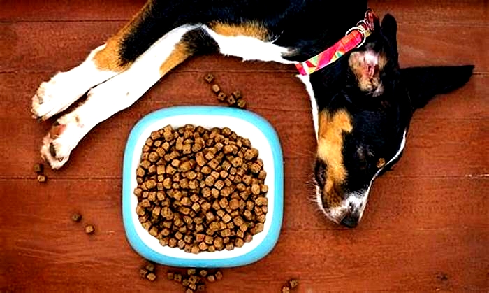 Understanding the Role of Dry Dog Food in Nourishing Your Pup s Weight Loss Journey