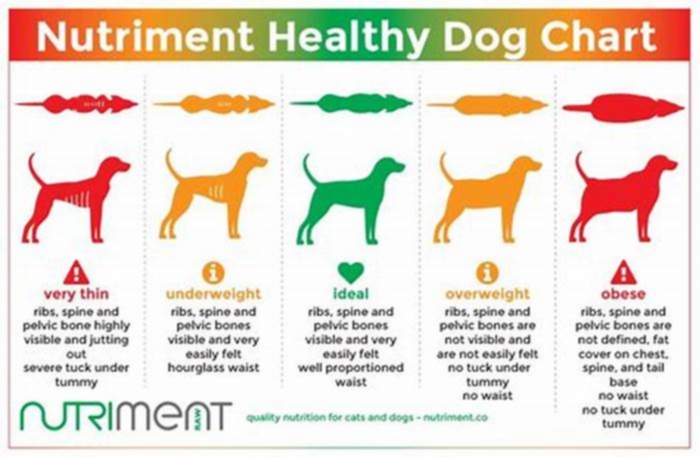 Understanding the Role of Dry Dog Food in Supporting Canine Weight Loss