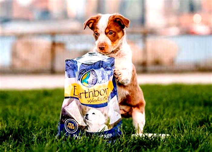 Unlocking the Potential of Holistic Puppy Food Supporting Your Puppy s Well Being