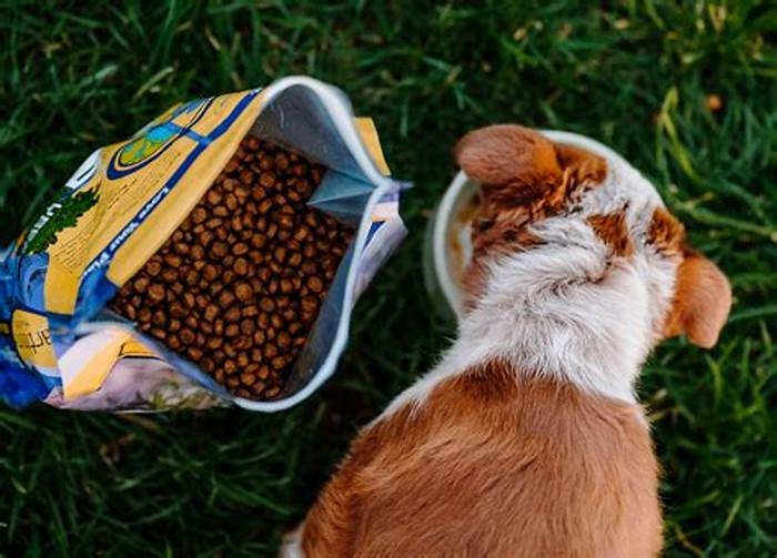 Unlocking the Potential of Holistic Puppy Food What You Need to Know