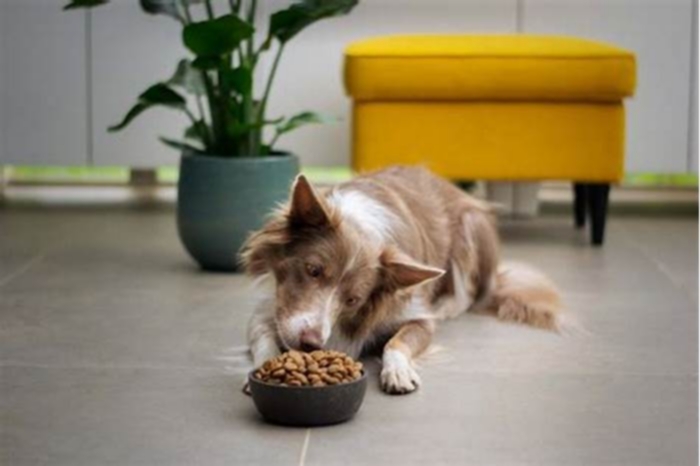 Unveiling the Benefits of Holistic Pet Food Fueling Your Puppy s Well Being