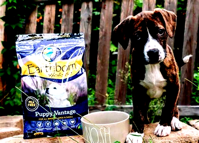 Unveiling the Magic of Holistic Puppy Food: What Makes It So Special?